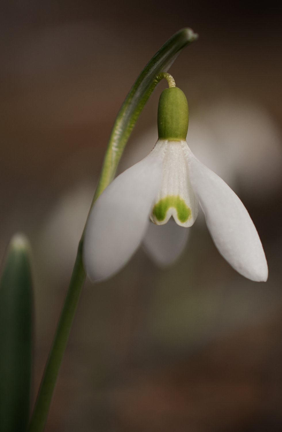 Подснежник белоснежный  в саду (Galanthus nivalis)