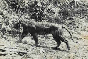 На острове Ява нашли шерсть «вымершего» тигра