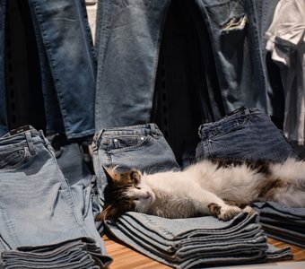 Солдат спит, торговля идет. Котик рекламирует джинсы.