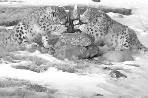 Котята снежного барса дружно ломают фотоловушку: видео