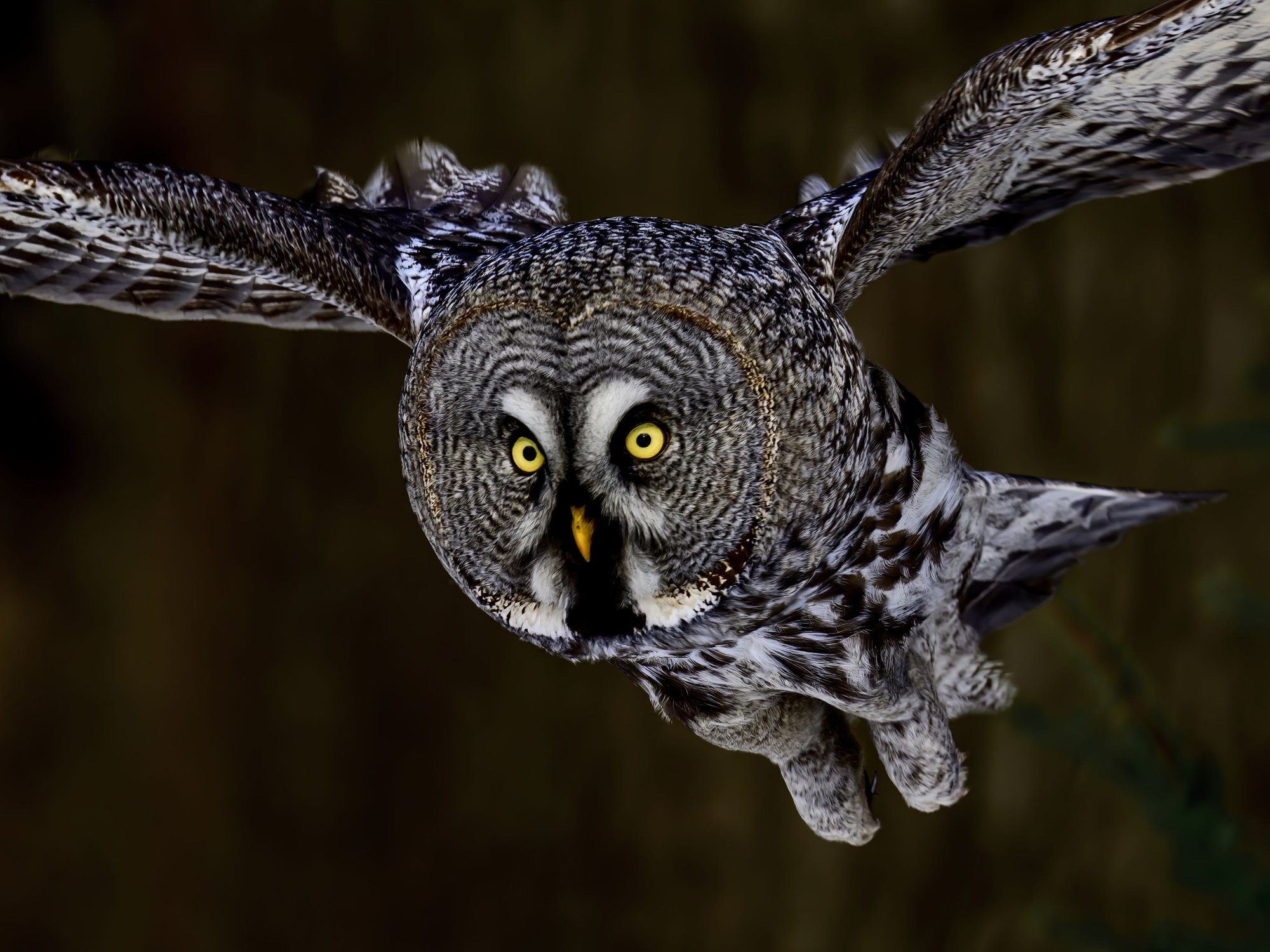 Бородатая неясыть