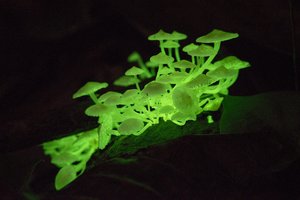 Чудо природы: светящиеся грибы