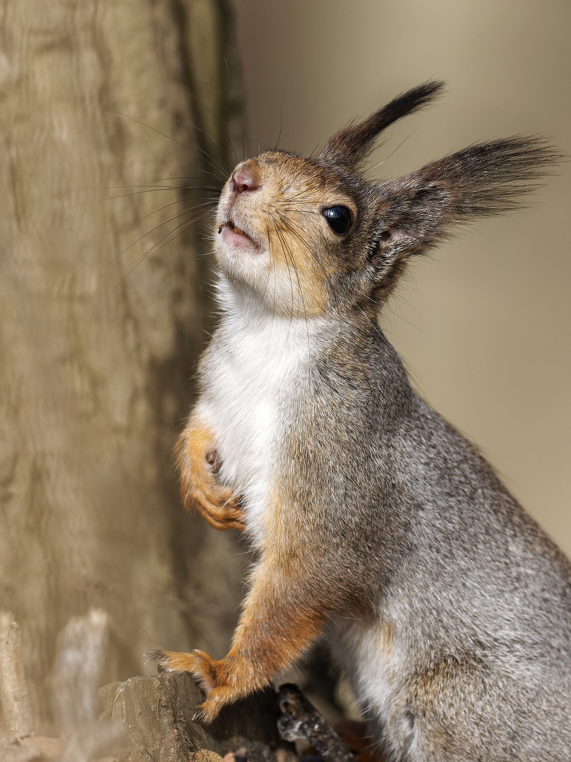 Кинозвезда