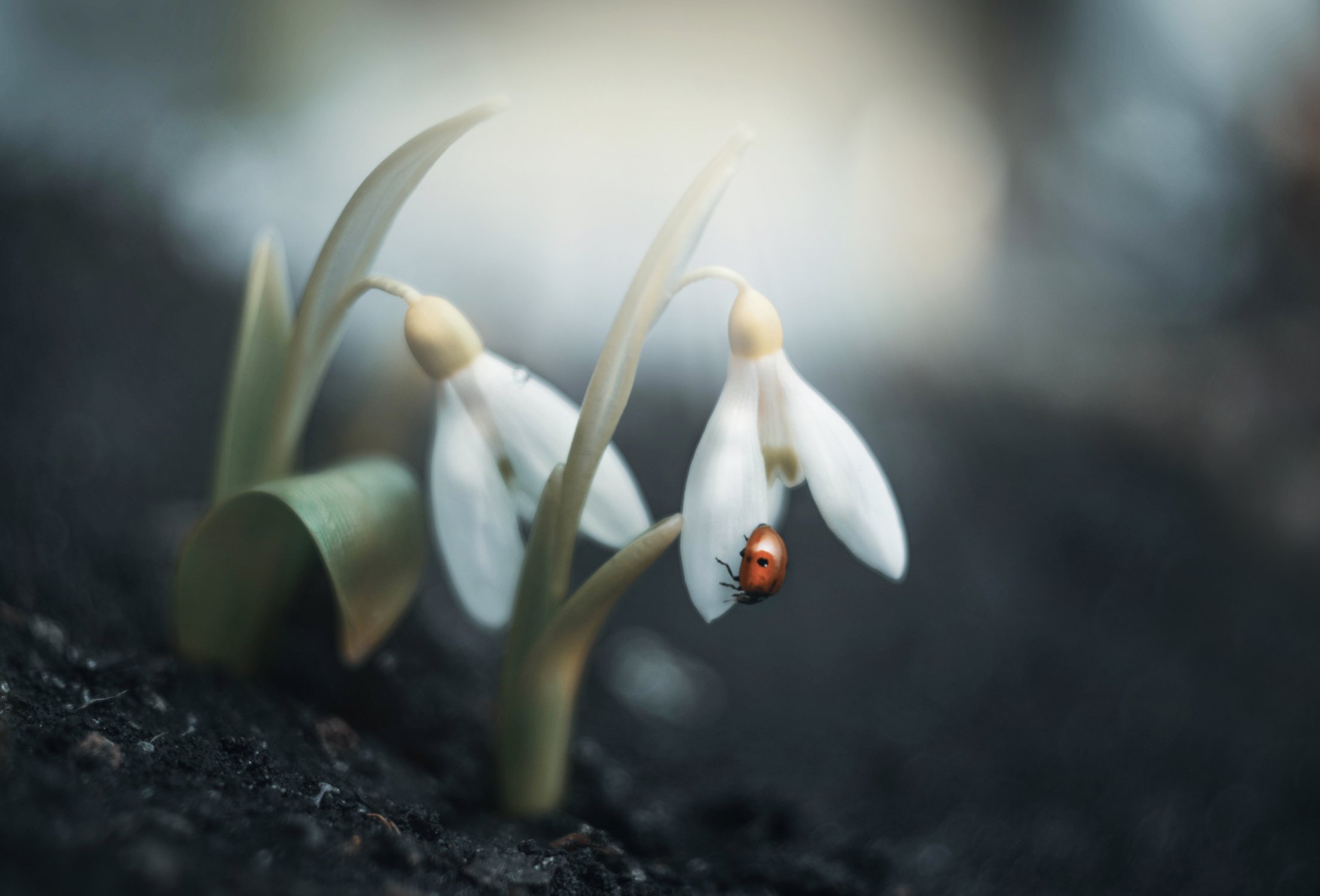 Весеннее чудо