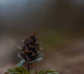 Хохлатка плотная