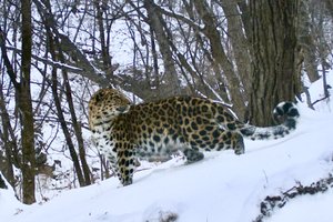 В России растет популяция редчайших леопардов на планете