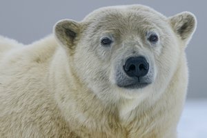 В Канаде убили белого медведя, который мог охотиться на детей
