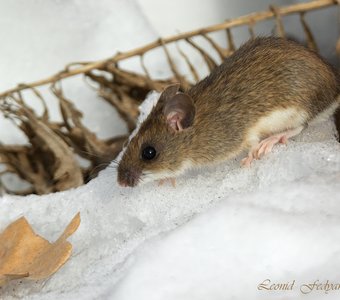 Весенний лес - Малая лесная мышь