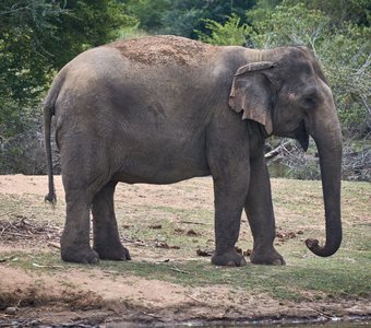 Слон. Цейлон
