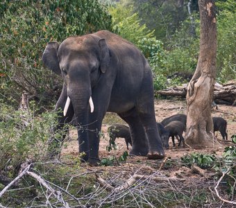 Африканский слон и кабаны