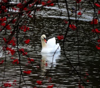 Лебедь белый на пруду