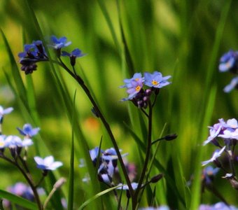 В ожидании весны