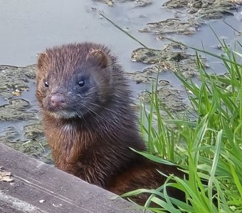 Встреча Подмосковным вечером