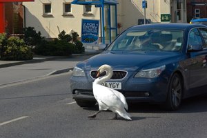 Лебедь устроил ДТП в Великобритании