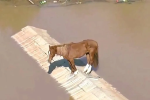 В Бразилии спасли лошадь, которая застряла на крыше из-за наводнения
