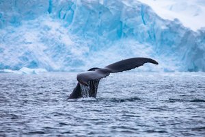 Ученые расшифровали песни синих китов