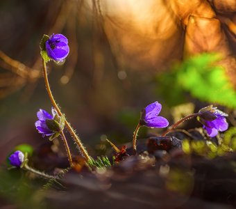 Про апрель, весну и первоцветы