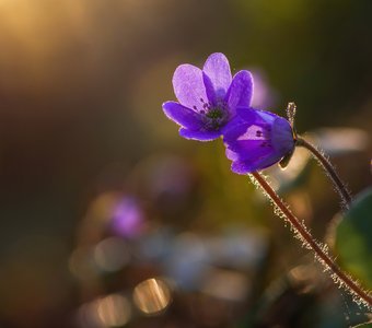 Про апрель, весну и первоцветы