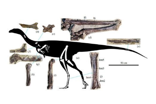 Новый динозавр-бегун из Кемеровской области описан палеонтологами