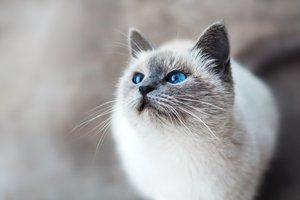 Какие породы кошек живут дольше всего?