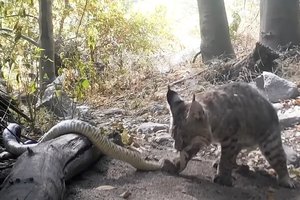 В США рысь поймала на обед гремучую змею: видео