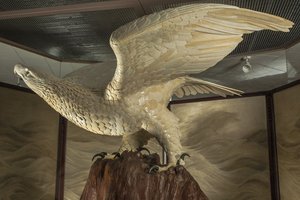 Знаменитый орёл из Музея Востока оказался орланом