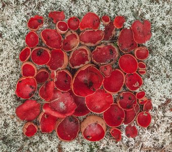 Супрематический красный грибной квадрат. Саркосцифа австрийская (лат. Sarcoscypha austriaca), Кладония оленья (лат. Cladonia rangiferina).