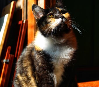 Ловлю солнечных зайчиков