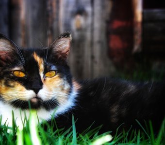 Еша. Портрет