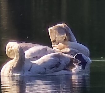 Два лебедя.