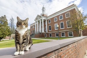 В США кот получил докторскую степень по литературе