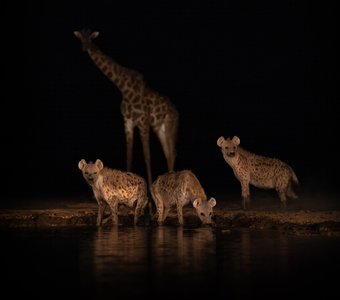 Три гиены и жираф