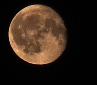 Персиковый Луна, май, Внуково