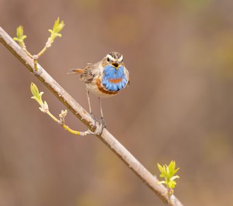 Весенняя песня варакушки