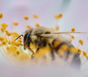 Пчела на шиповнике