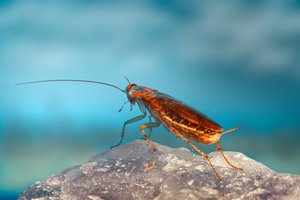 Как тараканы завоевали мир?