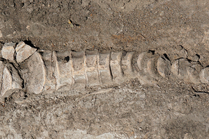 Тракторист под Самарой нашел остатки ихтиозавра