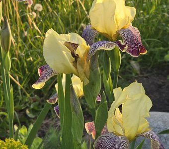 На смену одуванчикам