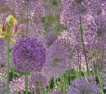 Майские шары