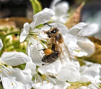 Пчелка с пыльцевой корзиночкой на цветах черешни