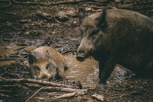 Почему чернобыльские кабаны до сих пор радиоактивны?