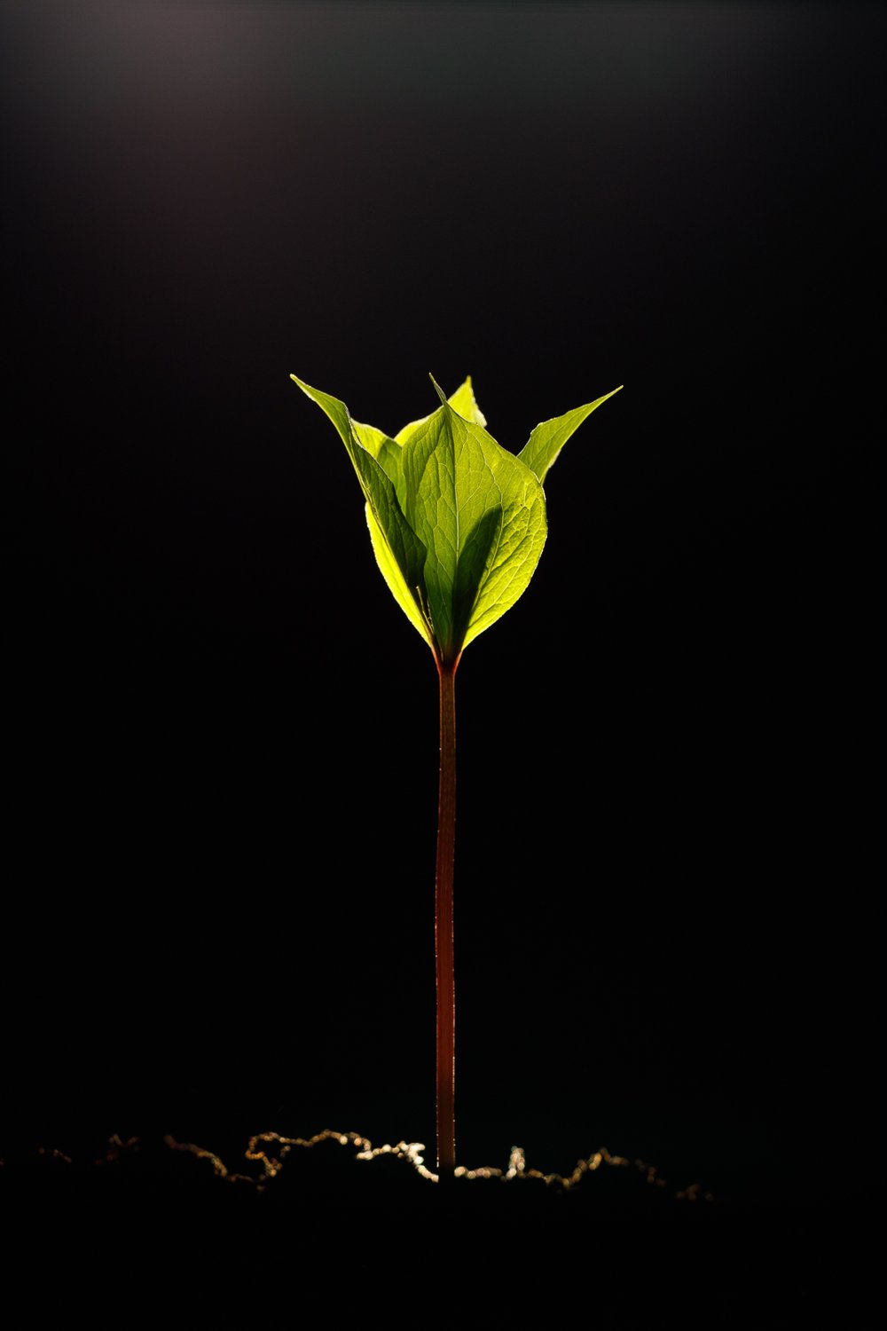 Вороний глаз