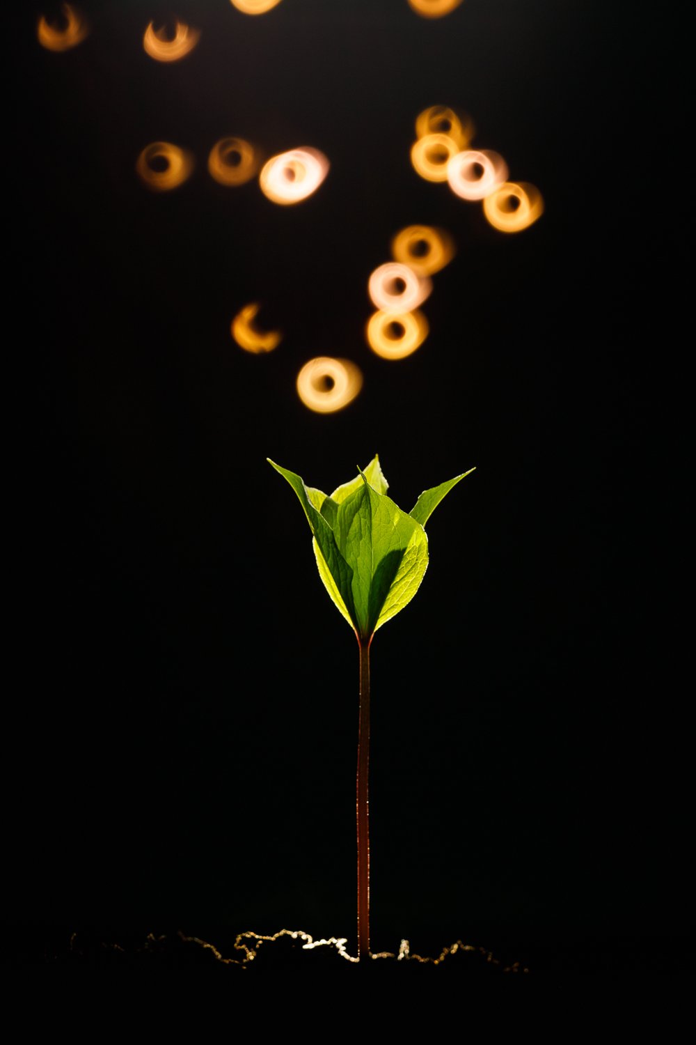 Вороний глаз