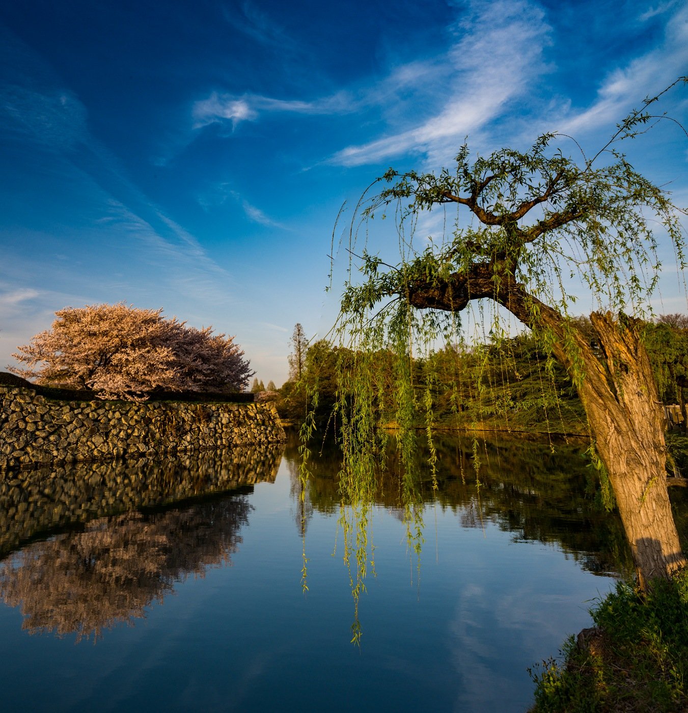 Отражение цветущей сакуры