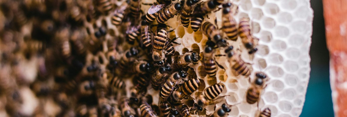 В Великобритании огромный рой пчел поселился в стенах дома