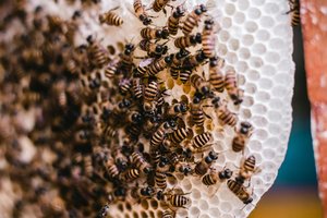 В Великобритании огромный рой пчел поселился в стенах дома