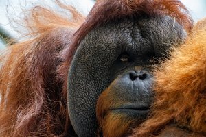 Орангутан лечит раны полезным растением: впервые в мире животных