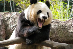 В Китае две панды напали на молодую смотрительницу зоопарка