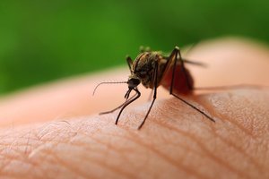 В Дубае после ливней началось нашествие опасных комаров
