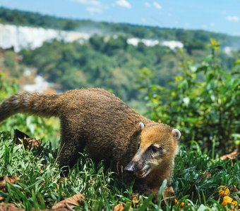 Красавица носуха